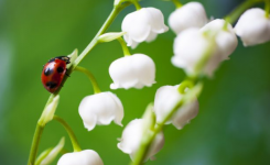 Muguet-1er-mai-612x375.png